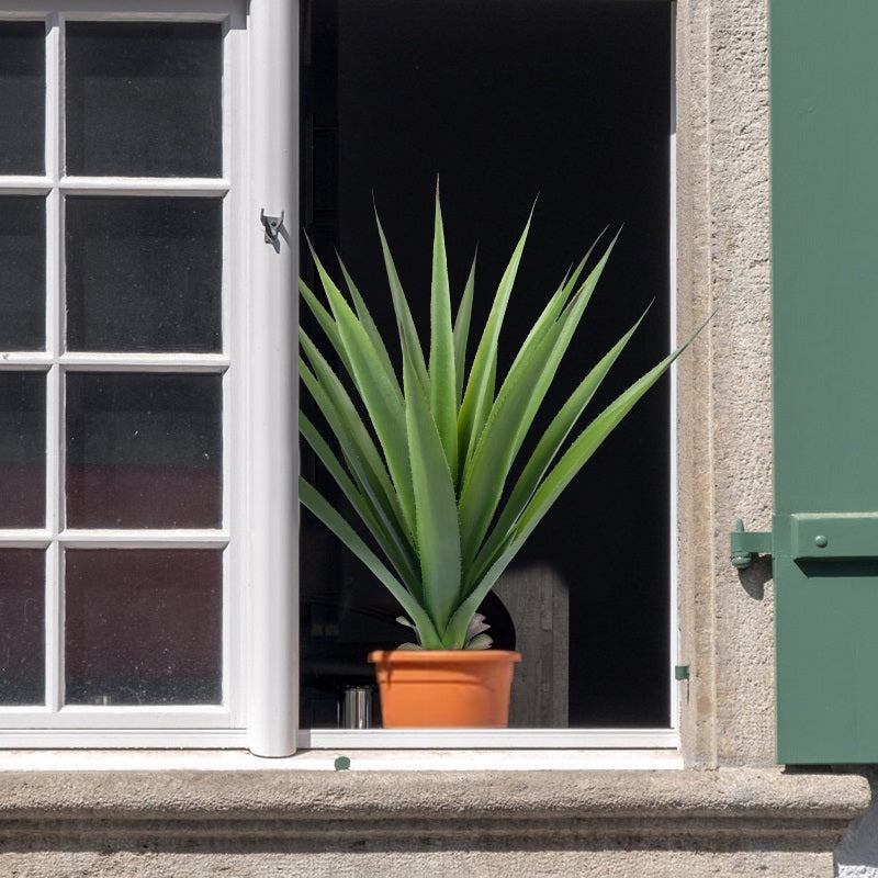 #Style_Upright Agave-85 cm