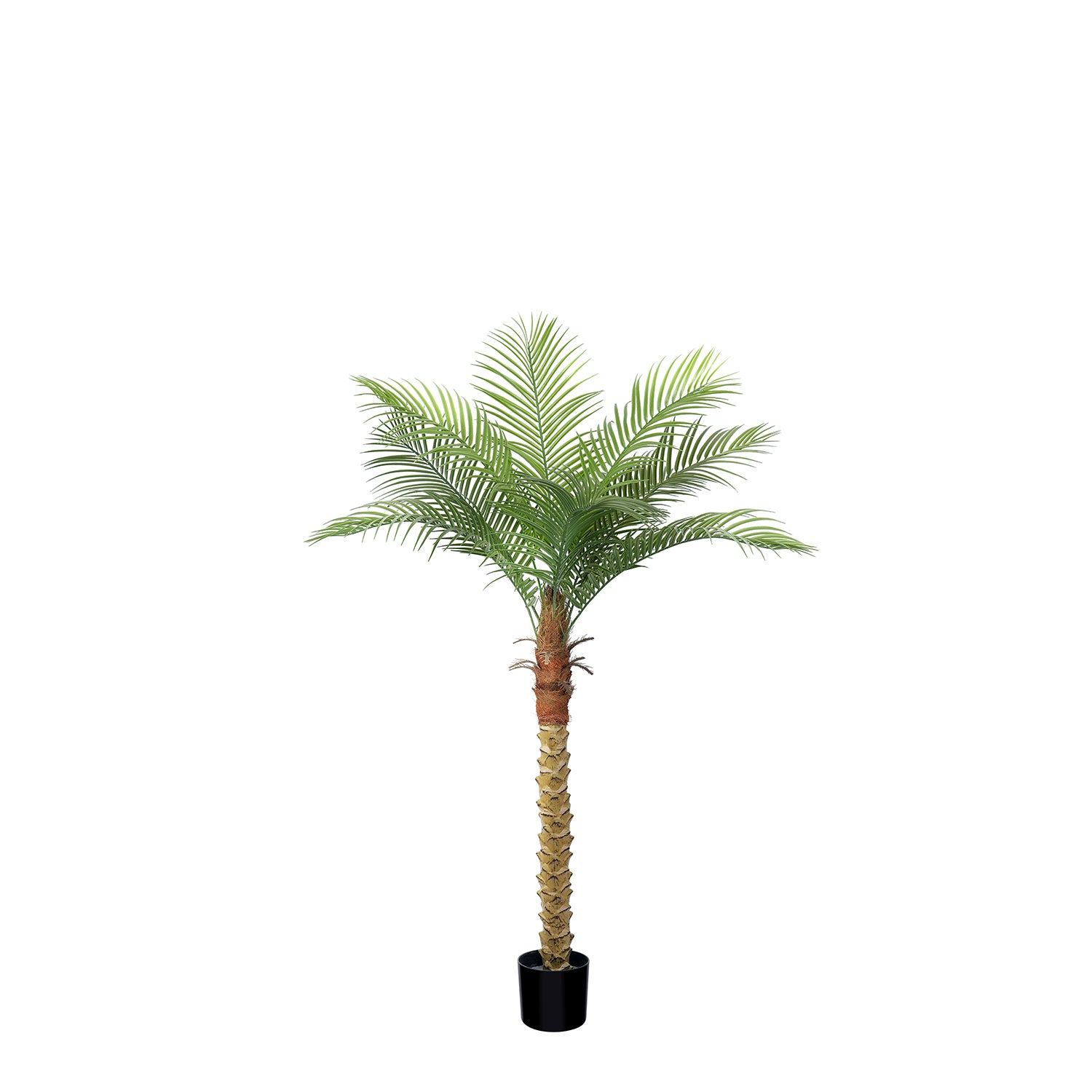 #Size_5.2' 9 leaves(160 cm)