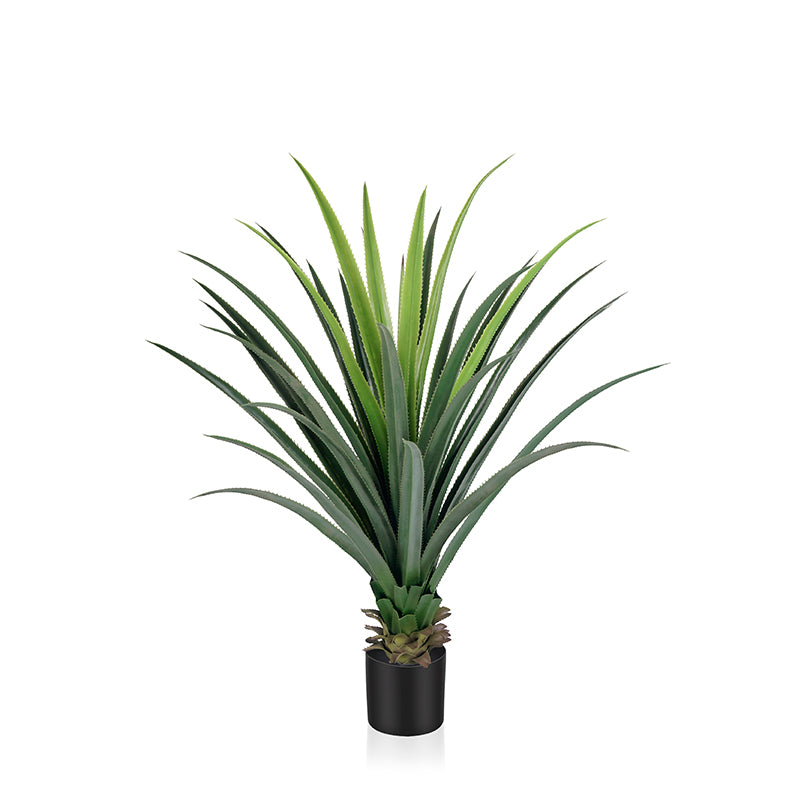 3'-4' Spiked Agave Potted Plant