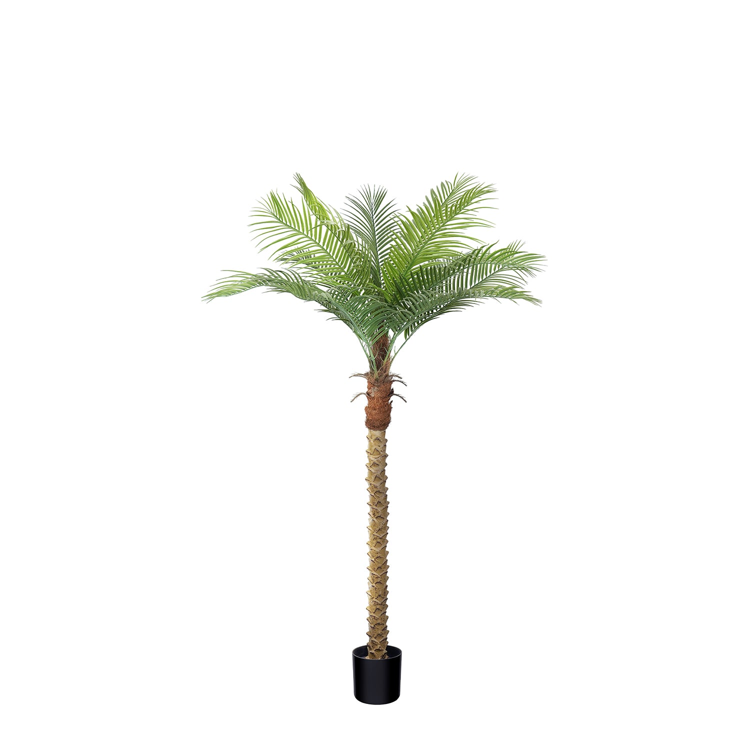 #Size_6' 12 leaves(185 cm)