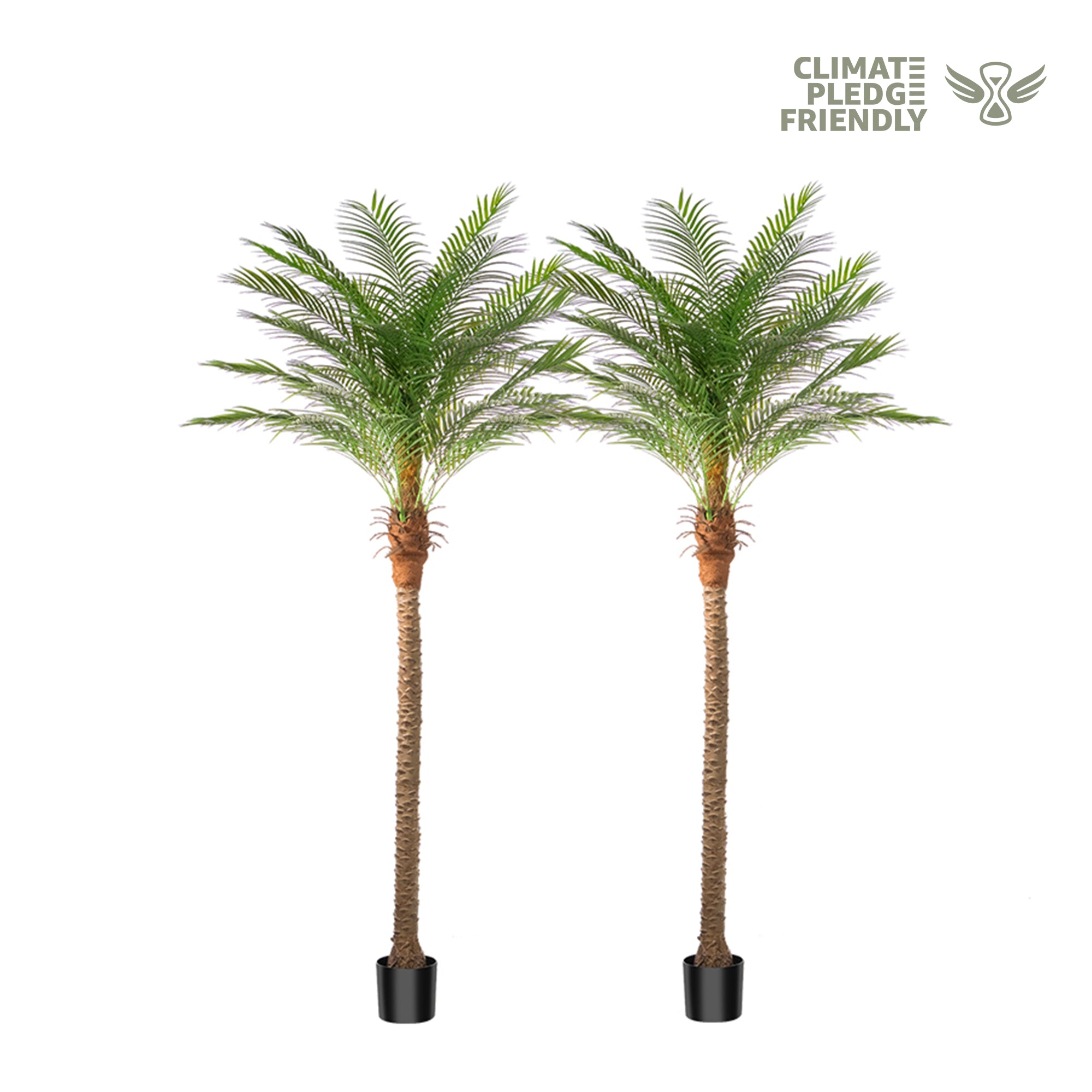 #Size_9' 21 leaves(270 cm)