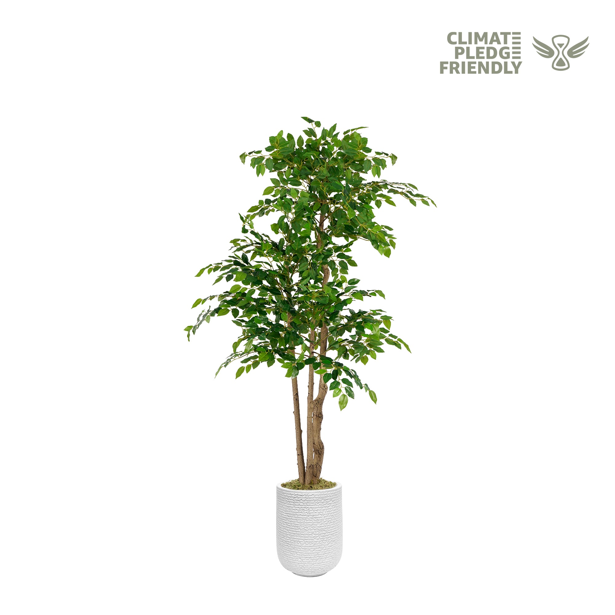 56'' Potted plant with a white pot on a white background, featuring the Climate Pledge Friendly logo.
