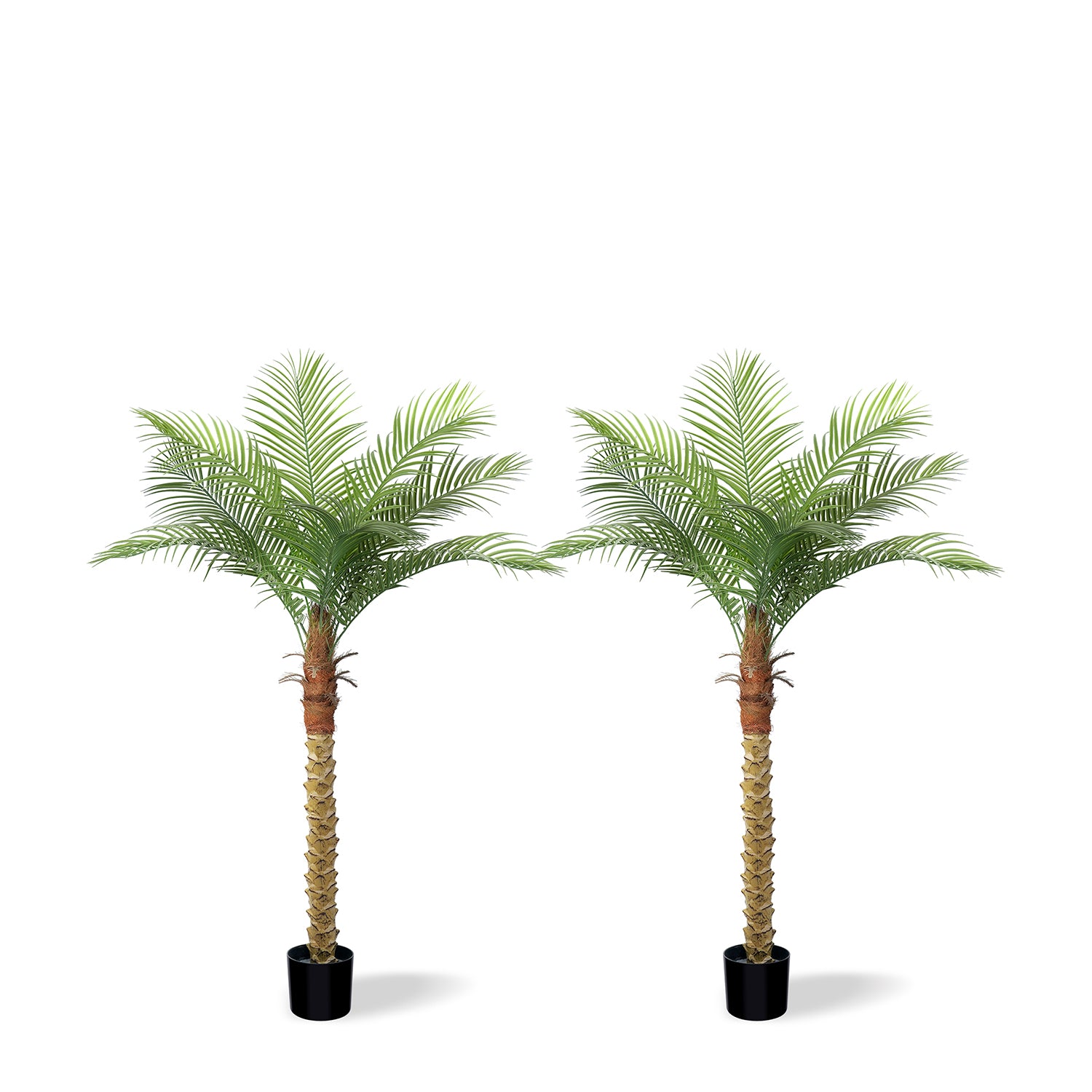 #Size_5.2' 9 leaves(160 cm)