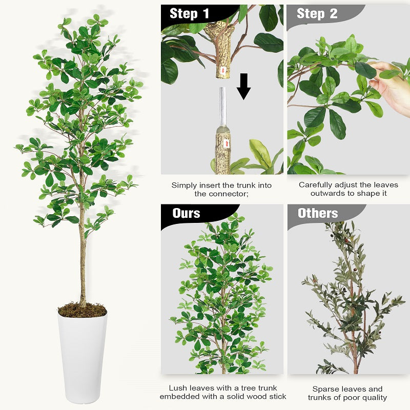 6' Shady Lady Trees(With White Plastic Pot)