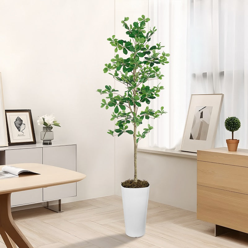 6' Shady Lady Trees(With White Plastic Pot)