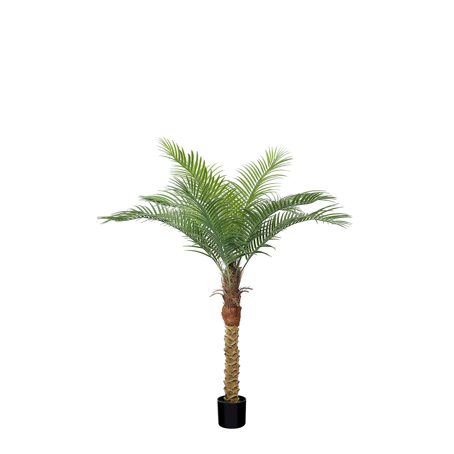 #Size_4.5' 9 leaves(140 cm)