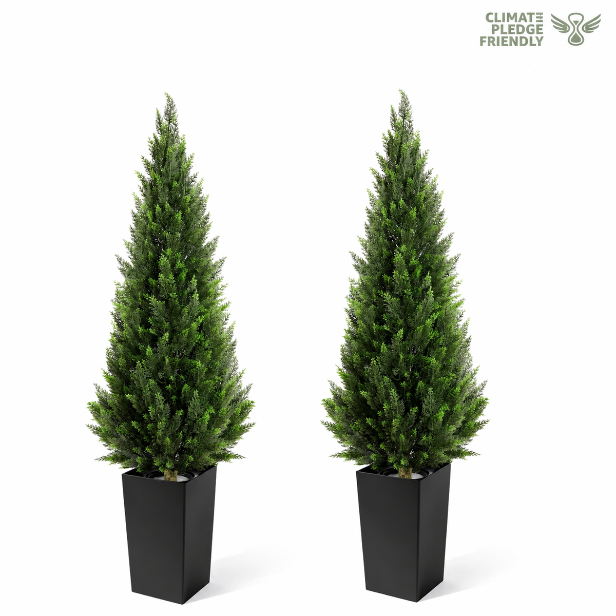 Pair of Cedar Trees