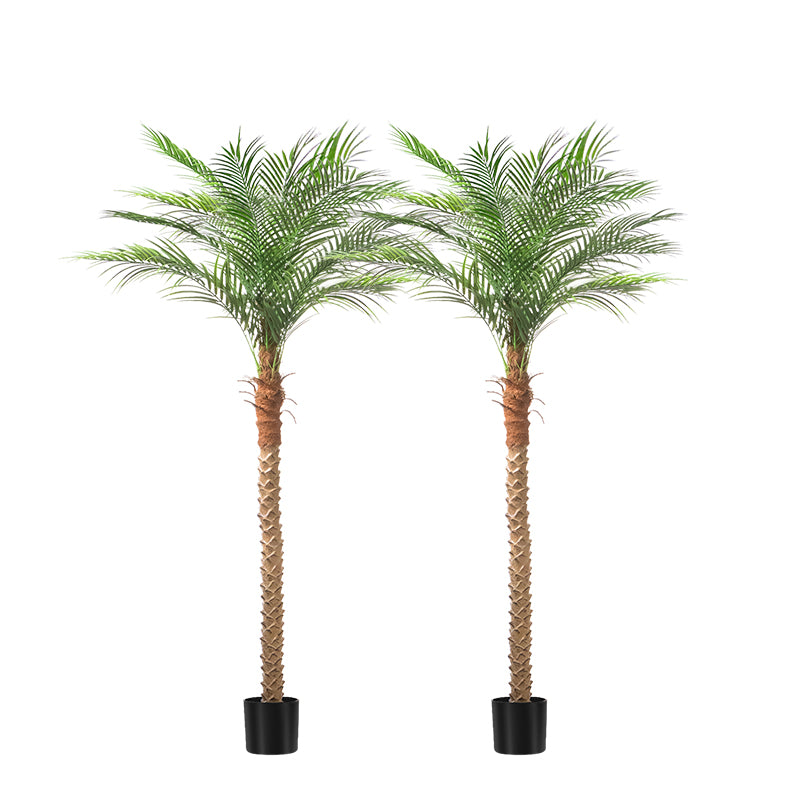 #Size_7' 15 leaves(210 cm)