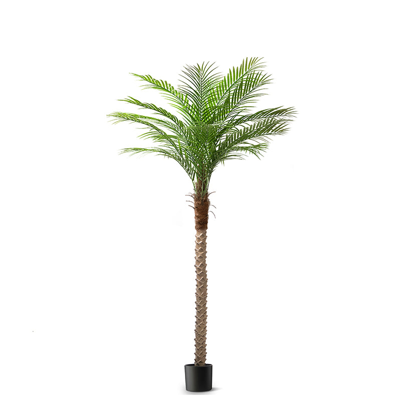 #Size_7' 15 leaves(210 cm)