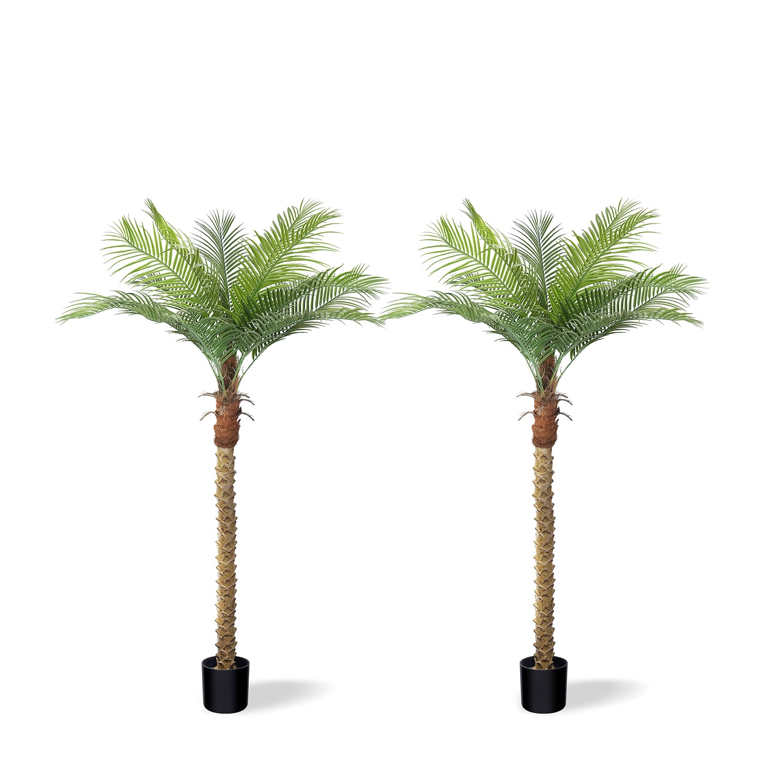 #Size_6' 12 leaves(185 cm)