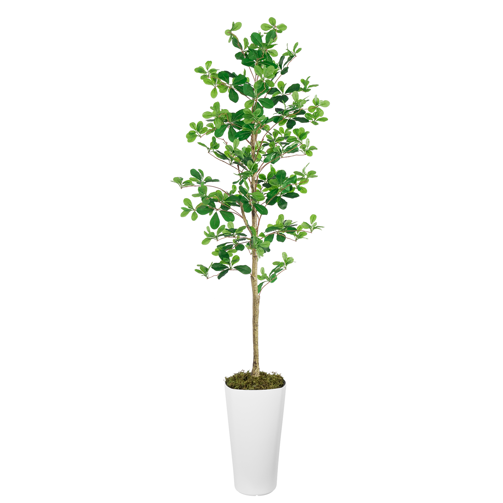 6' Shady Lady Trees(With White Plastic Pot)