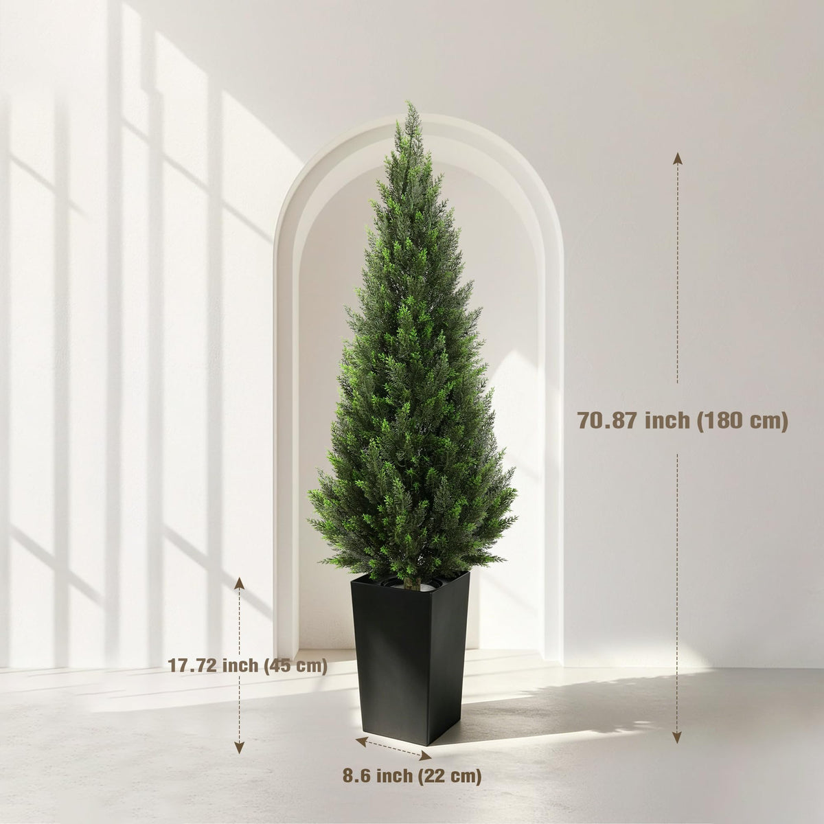 Cedar Tree Dimensions