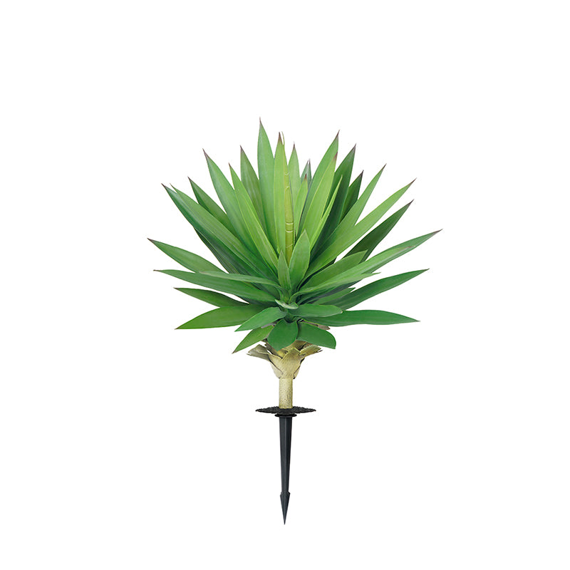 #Style_Upright Agave-70 cm